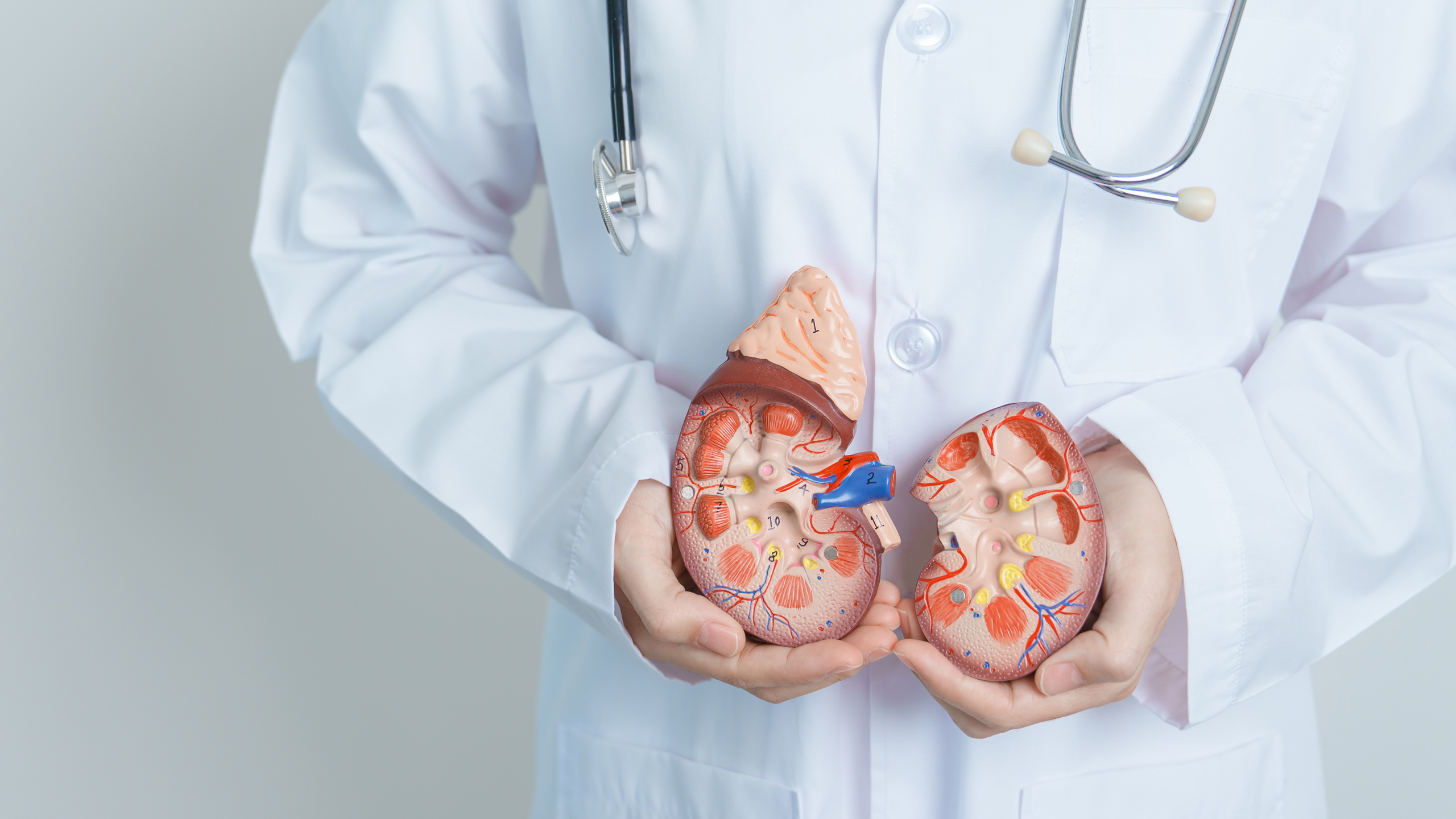 Arzt mit einem Nieren-Modell in den Händen