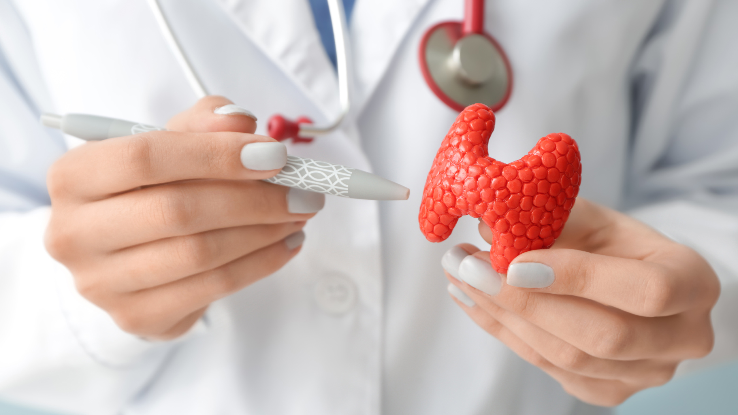 Kunststoffmodell einer Schilddrüse